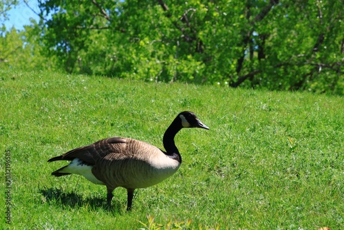  Canada Goose Standing on Lush Green Meadow in Spring