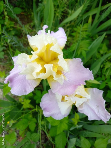 white and yellow flowers