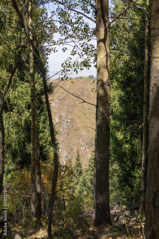 Fototapeta premium Mountain vista through framed coniferous and deciduous trees