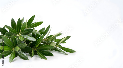 Leaves Green Sprigs Fresh Natural Foliage Botany Element for Health and Wellness Concept