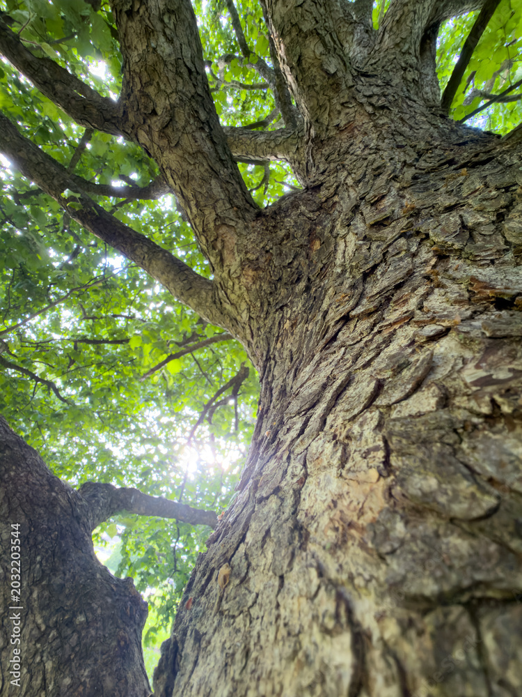 Obraz premium Sunlight shining through old branches detail