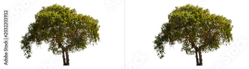 Φωτογραφία Green tree with dense foliage and sturdy trunk, isolated on transparent backgrou