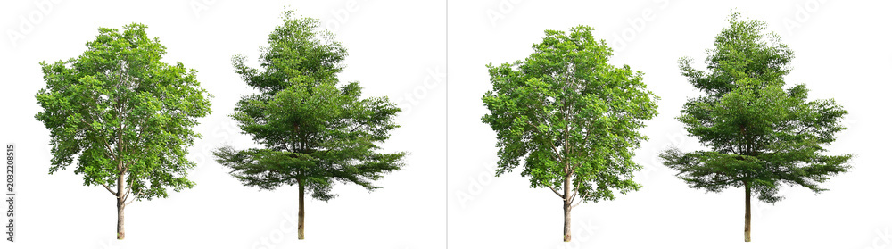 Εκτύπωση καμβά Collection of four diverse green trees with lush foliage and sturdy trunks, show