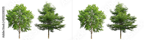 Foto Collection of four diverse green trees with lush foliage and sturdy trunks, show