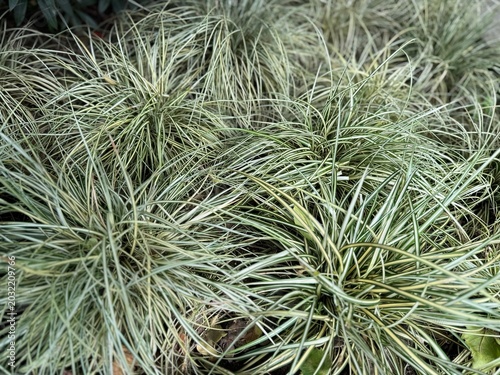 фотографія Carex oshimensis Evergold variegated Japanese sedge grass