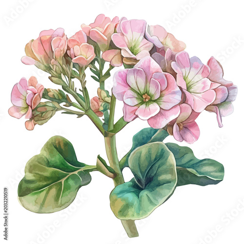 Quadro su tela Kalanchoe Branch, watercolor vector portraying a joyful pose with colorful highlights, isolated on a white background