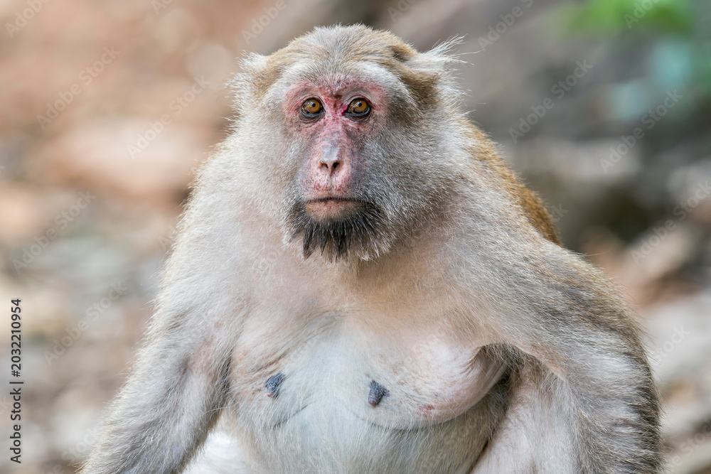Obraz premium A close-up of an old Assamese Macaque in Thailand, Asia.