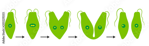 Foto Binary Fission in Euglena Diagram