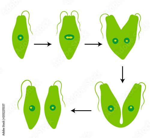 Photography Binary Fission in Euglena Diagram