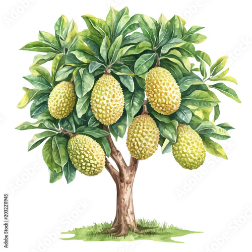 watercolor painting of Jackfruit Tree, isolated on a white background.