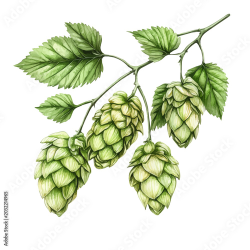 watercolor of Hops Branch illustration graphic, isolated on a white background.