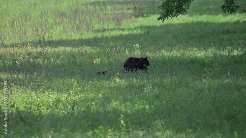 Black Bear Family in Tall Grass