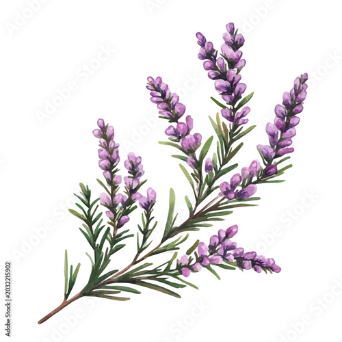 Heather Branch, watercolor painting capturing graceful lines and soft blended shades, isolated on a white background.