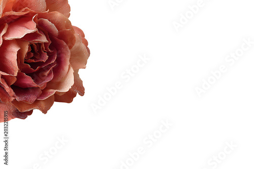 Vintage Blush Rose Bloom Floral Clipart Transparent Background