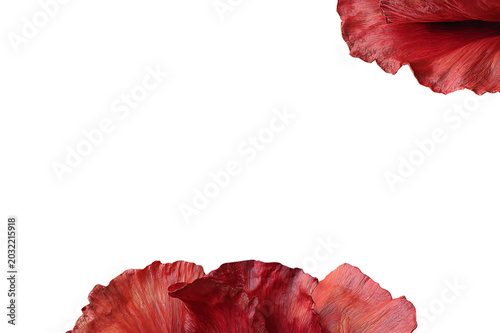 Red Floral Petal Border Elegant Background 