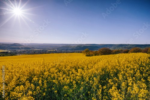 Fotografia A field of bright yellow flowers stretches across the landscape