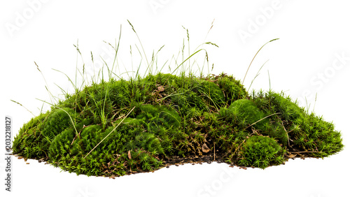 A patch of vibrant green moss with delicate blades of grass growing on it. This lush natural element brings a sense of the outdoors and organic growth transparent png