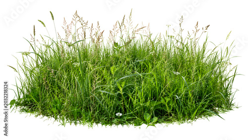 A lush patch of wild grass and weeds, isolated on a white background, with a variety of green blades and some seed heads. transparent png