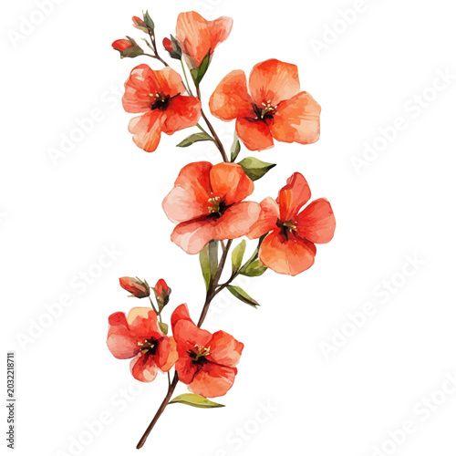 Bild auf Leinwand Wallflower Branch, delicate watercolor illustration vector with soft and elegant colors, isolated on a white background