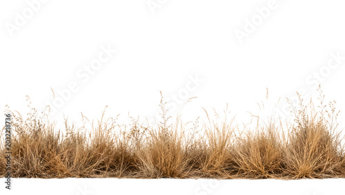 A row of dry, golden grass clumps against a clean white backdrop. The grass shows texture and the natural sway of its stems, hinting at a field or meadow in autumn or a dry season transparent png