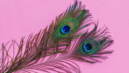 Colorful peacock feathers placed on a bright pink background look vibrant and striking in this artistic display