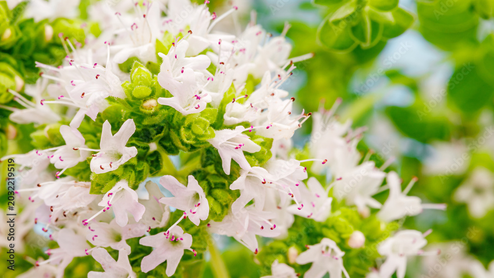 Fototapeta premium White flowers bloom in a garden during daytime in spring season attracting bees and butterflies for pollination