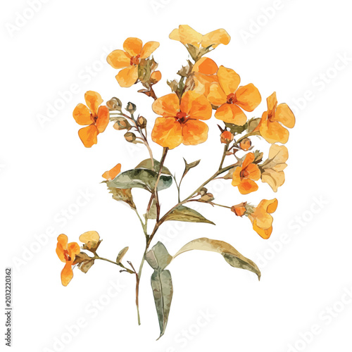 Schilderij op canvas Wallflower Branch, delicate watercolor illustration vector with soft and elegant colors, isolated on a white background