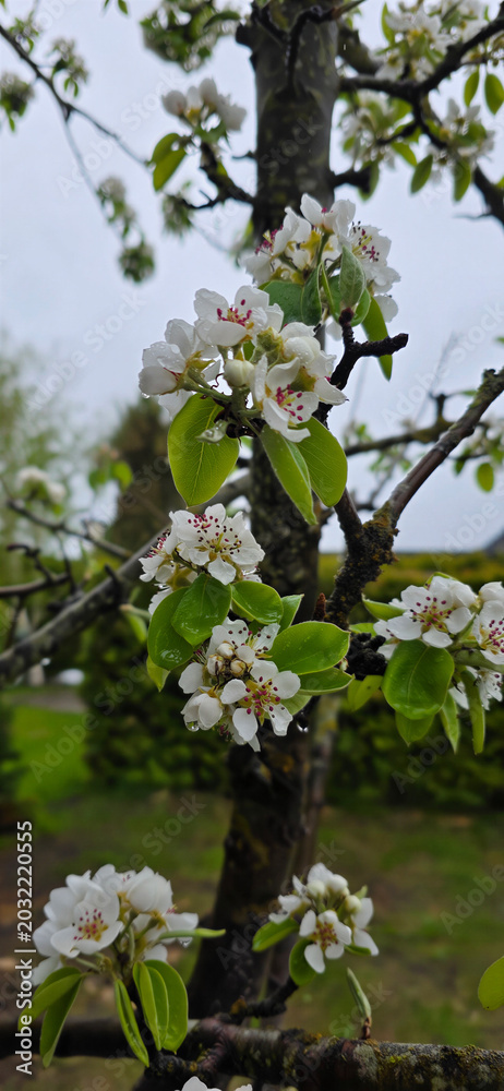 Fototapeta premium pear tree blossom