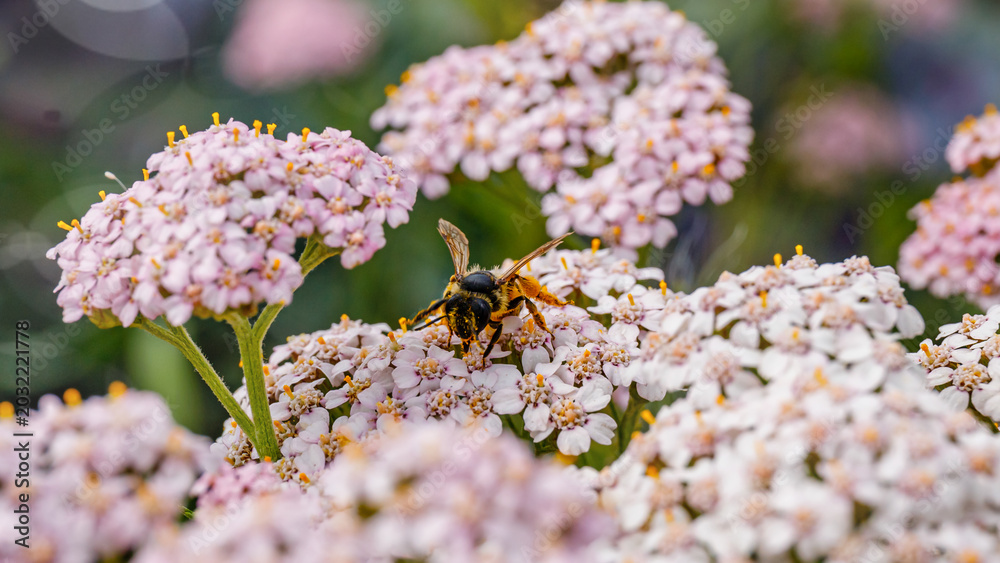 Fototapeta premium Bees collecting pollen from flowers in a garden during springtime morning hours