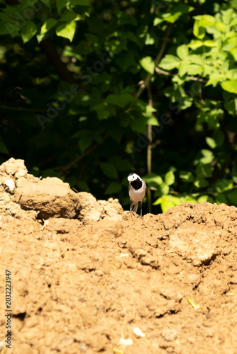 Small wagtail bird standing on soil mound near green forest foliage in sunlight. Wildlife nature photography. Birdwatching and natural habitat concept. Design for banner, poster, wallpaper. 