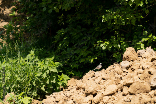 Small wagtail bird standing on soil mound near green forest foliage in sunlight. Wildlife nature photography. Birdwatching and natural habitat concept. Design for banner, poster, wallpaper. 