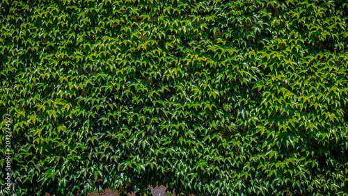 Green leaves cover a wall in a sunny urban area during daytime