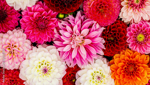 Billede på lærred Flowers in many colors are arranged closely together in a garden setting during