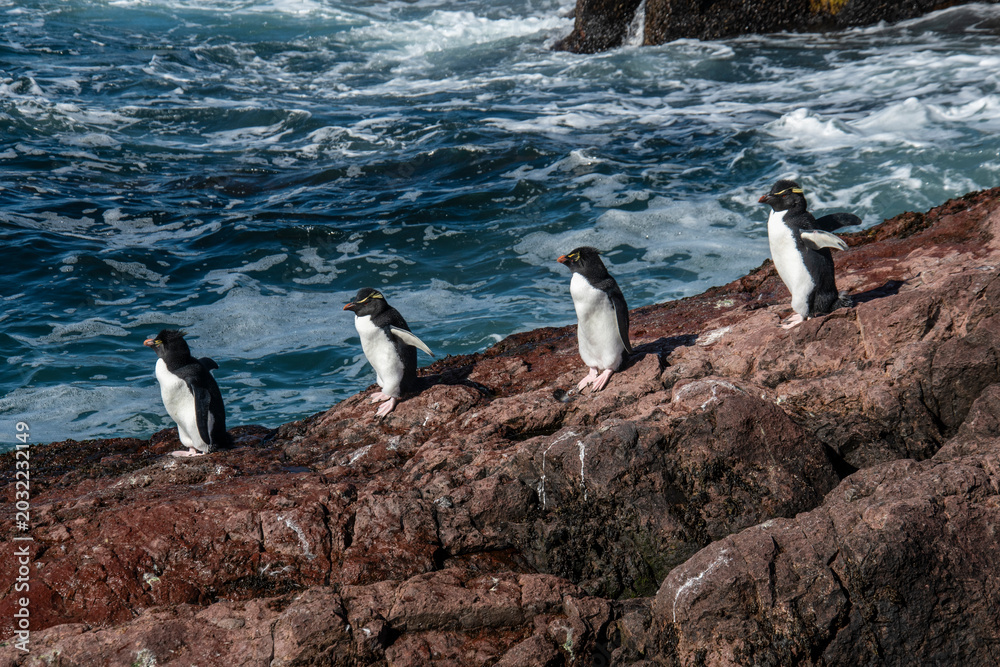 Obraz premium Rockhopper Penguin in Penguin Island,Puerto Deseado, Santa Cruz Province, Patagonia Argentina