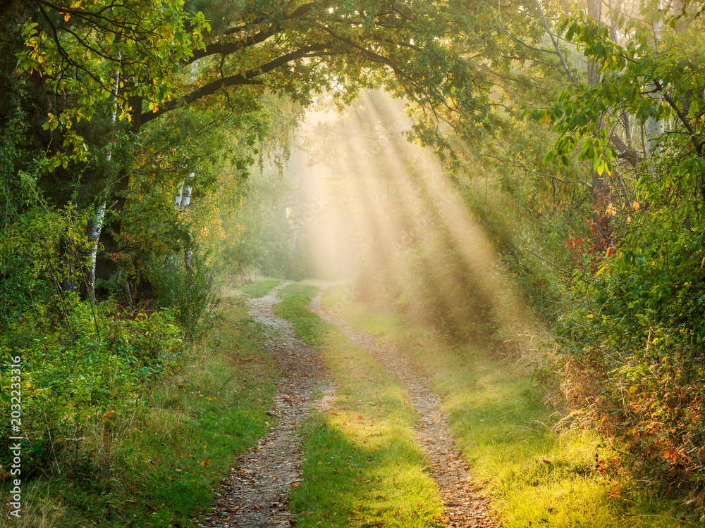 Obraz premium Footpath through forest in autumn with morning fog and sunbeams