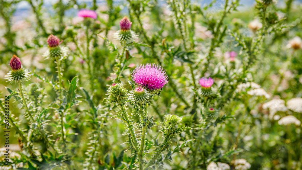 Obraz premium Bright pink thistle flowers grow among green plants in a field during a sunny day in spring