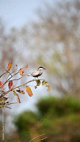 Beautiful Bird Sitting on Tree Branch in Nature