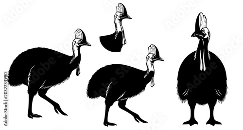 Konstfotografi Detailed black and white silhouette set of the southern cassowary bird in variou