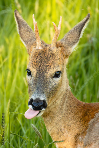 roe deer
