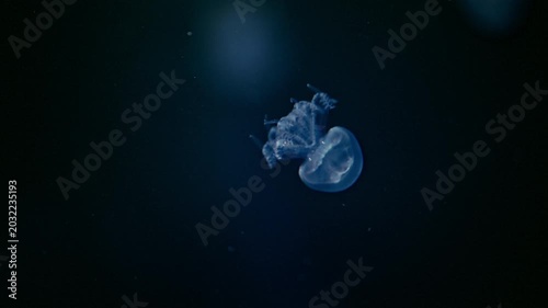 Close-up of jellyfish floating gracefully in aquarium water, stunning 4K slow motion.