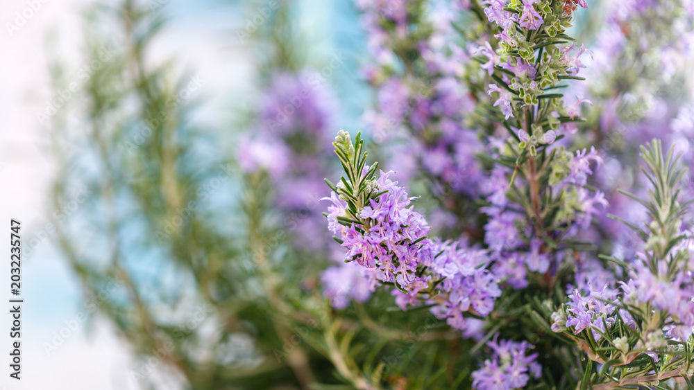 Obraz premium Lavender flowers bloom on a rosemary plant in a bright setting during a sunny day