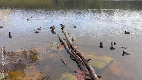 Footage of a large flock of Eurasian Coots paddling and looking for food near a fallen tree in Wentworth Falls Lake in the Blue Mountains in New South Wales, Australia
