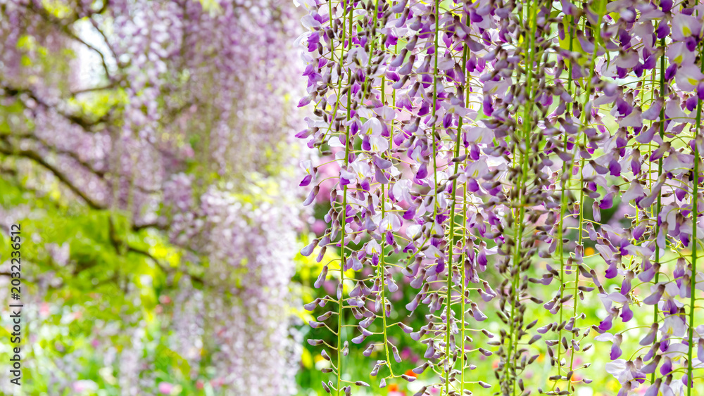 Obraz premium Flowers hang from vines in a garden during springtime with bright green trees in the background