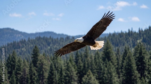 Billede på lærred Majestic bald eagle soaring through the bright blue sky above a dense forest of