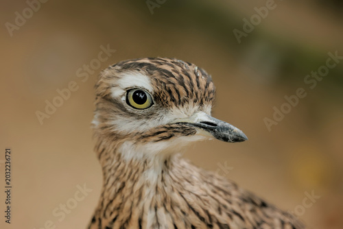 close up of a bird