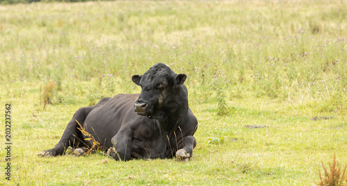 Fotografía large stud black bull sitting in it's pasture during the summer months
