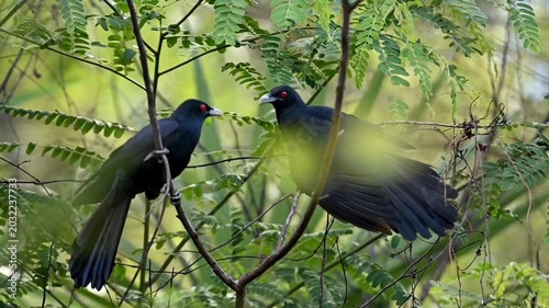Beautiful Bird Sitting on Tree Branch in Nature