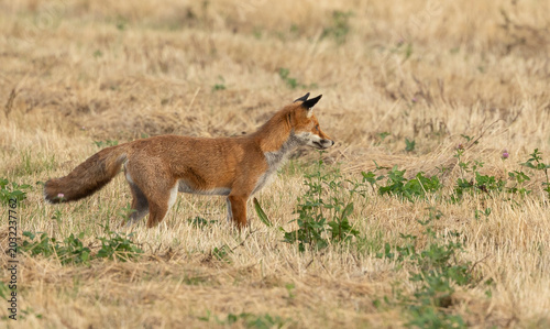 Obraz na plátne wild female, vixen Red fox scientific name Vulpes vulpes hunting in a recently c