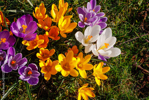 Εκτύπωση καμβά Spring background with violet Crocus flowers in park
