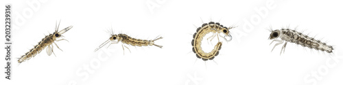 Photos Set of Four Realistic Aquatic Larvae and Insects in Various Poses, Isolated Tran